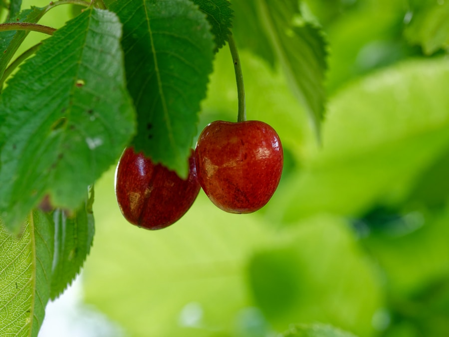 Zwei reife rote Kirschen hängen an einem Ast, der teilweise von grünen Blättern bedeckt ist, mit einem unscharfen Hintergrund aus noch mehr grünem Laub.